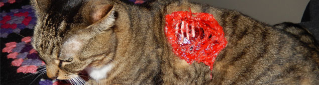 NEW: Pet Prosthetics NEW: Pet Prosthetics